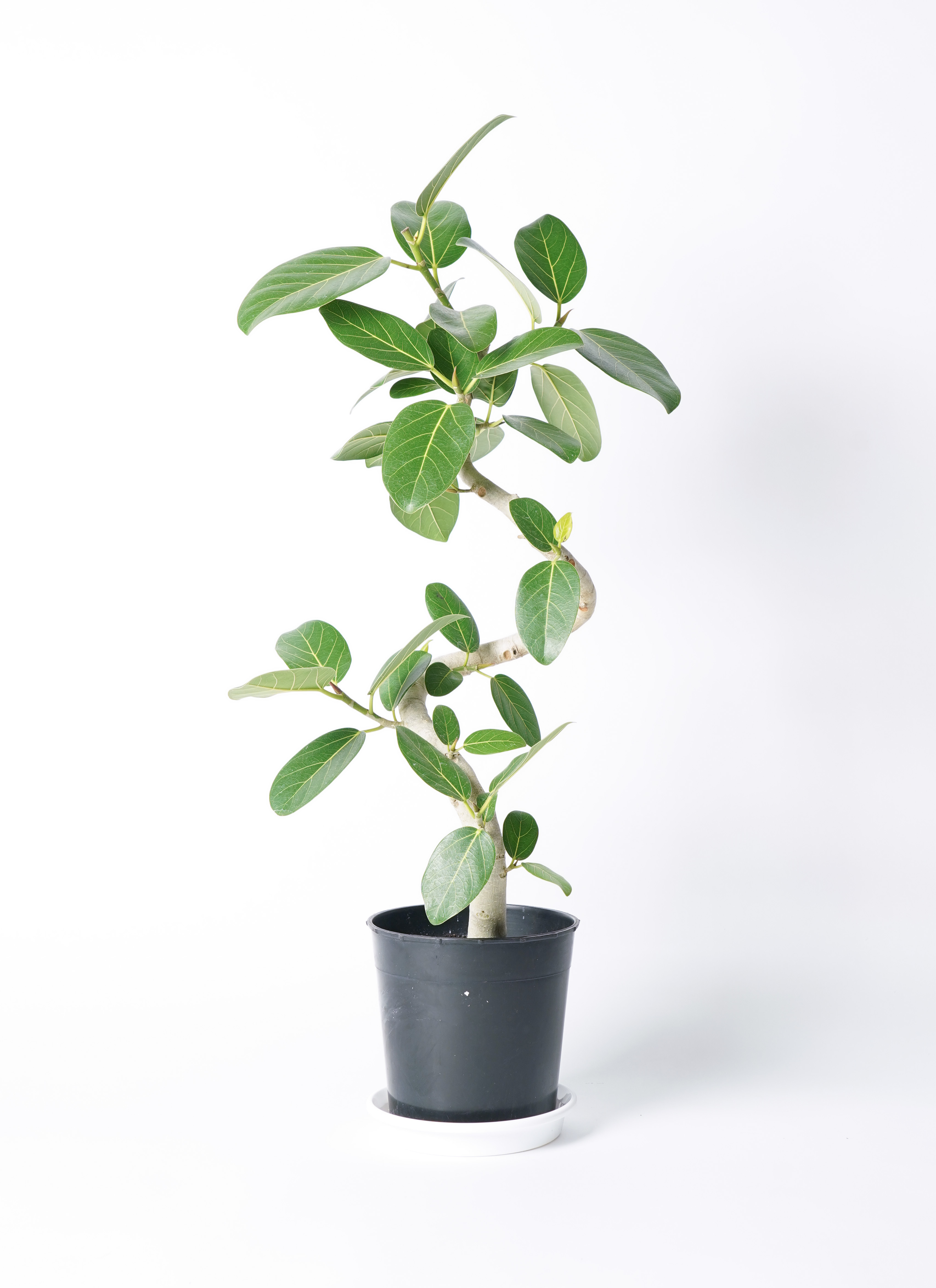 観葉植物 フィカス ベンガレンシス 7号 曲り プラスチック鉢