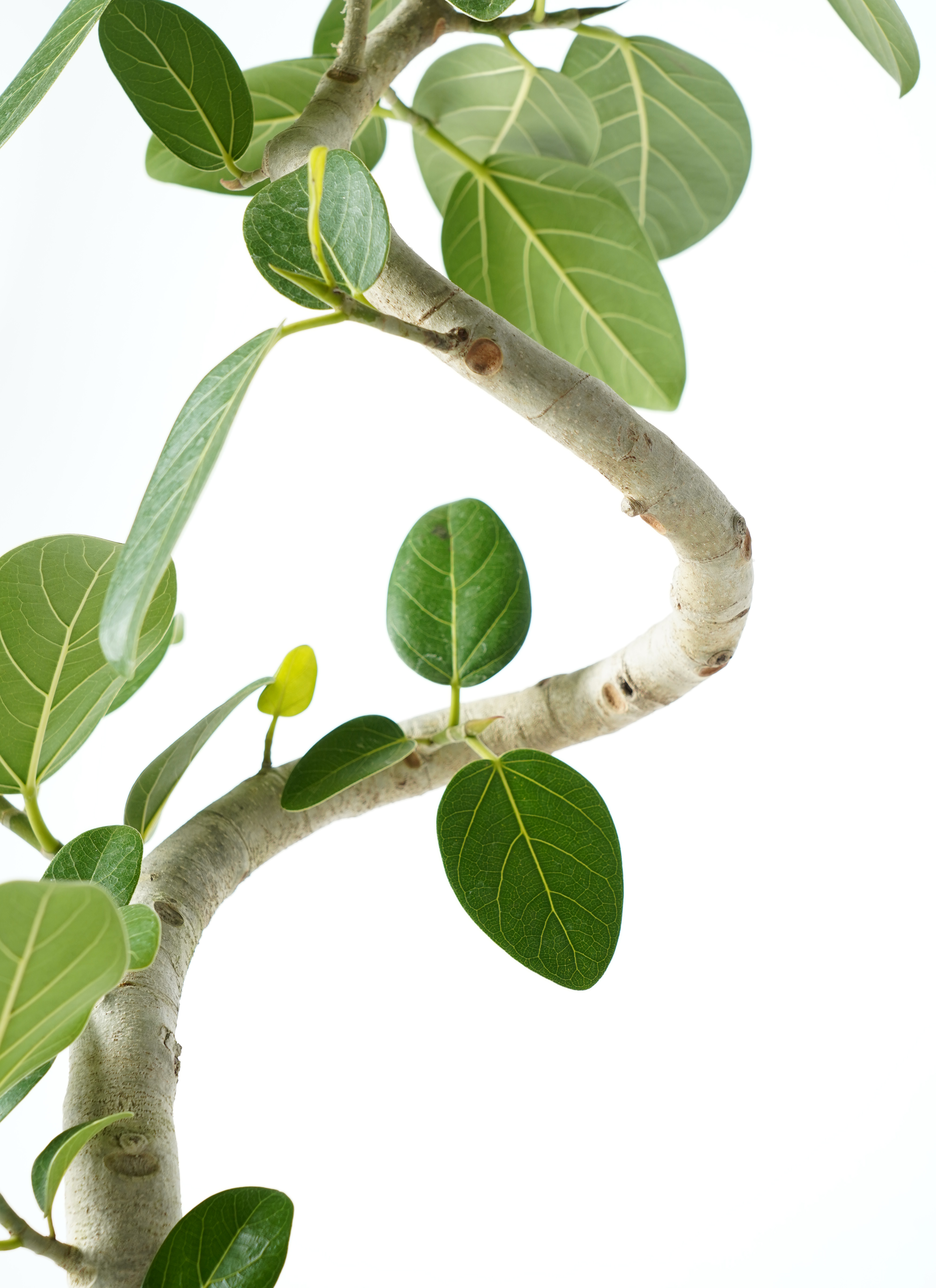 観葉植物 フィカス ベンガレンシス 7号 曲り プラスチック鉢