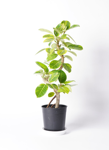 ficus-altissima-1423_0001.jpg?