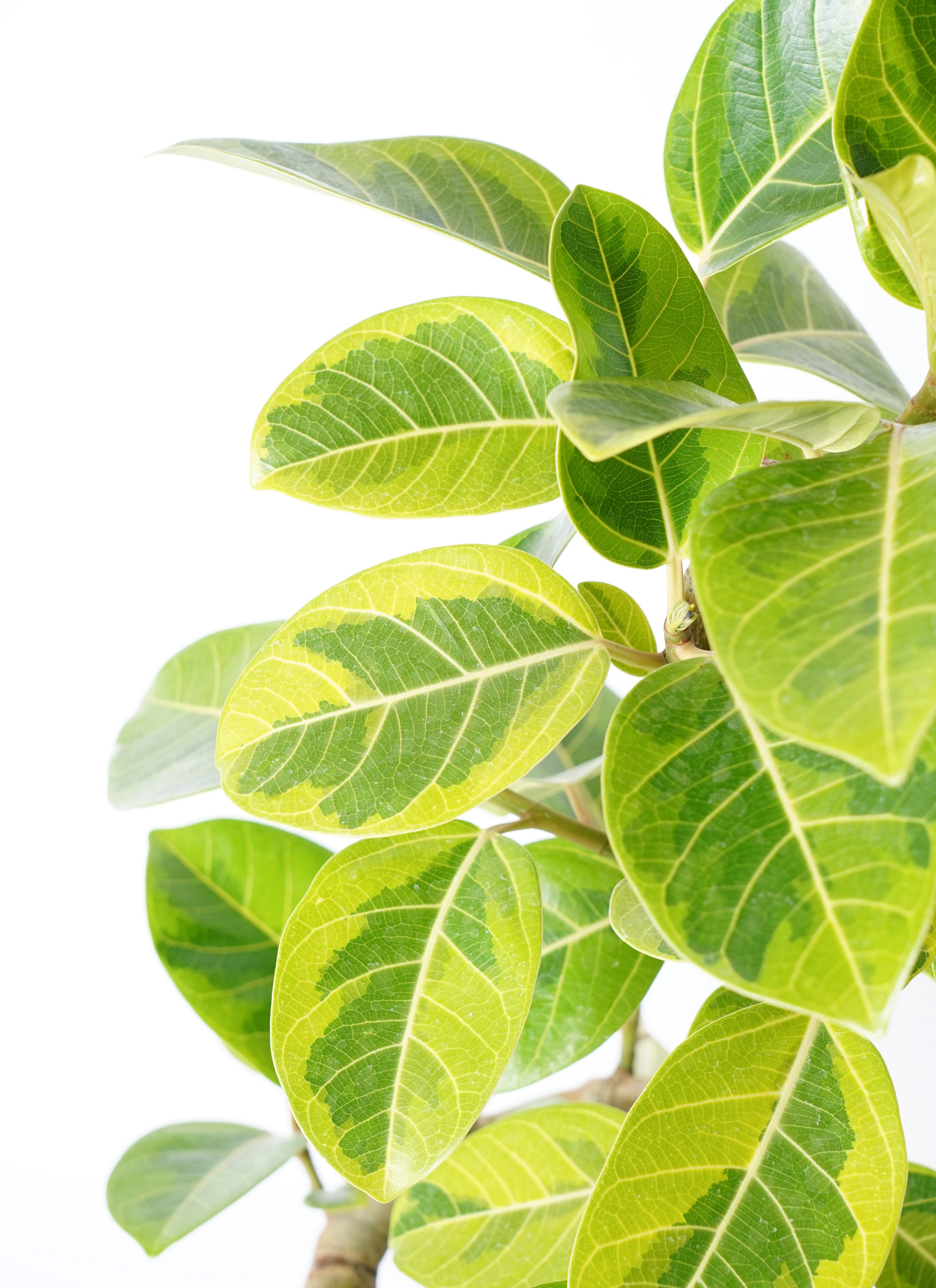 観葉植物 フィカス アルテシーマ 7号 曲り アートストーン ラウンド