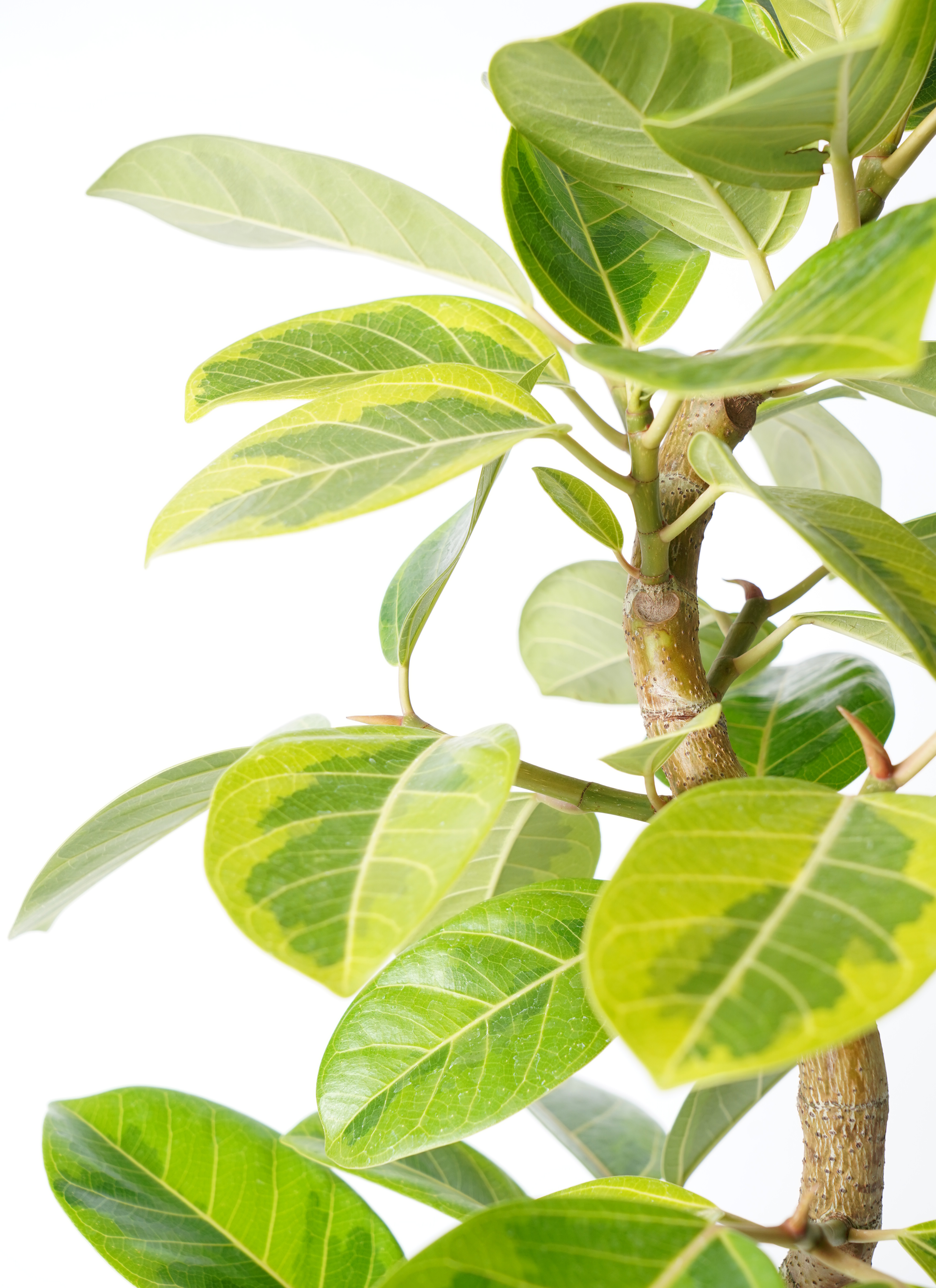 観葉植物 フィカス アルテシーマ 7号 曲り エトナ アリーナ 付き