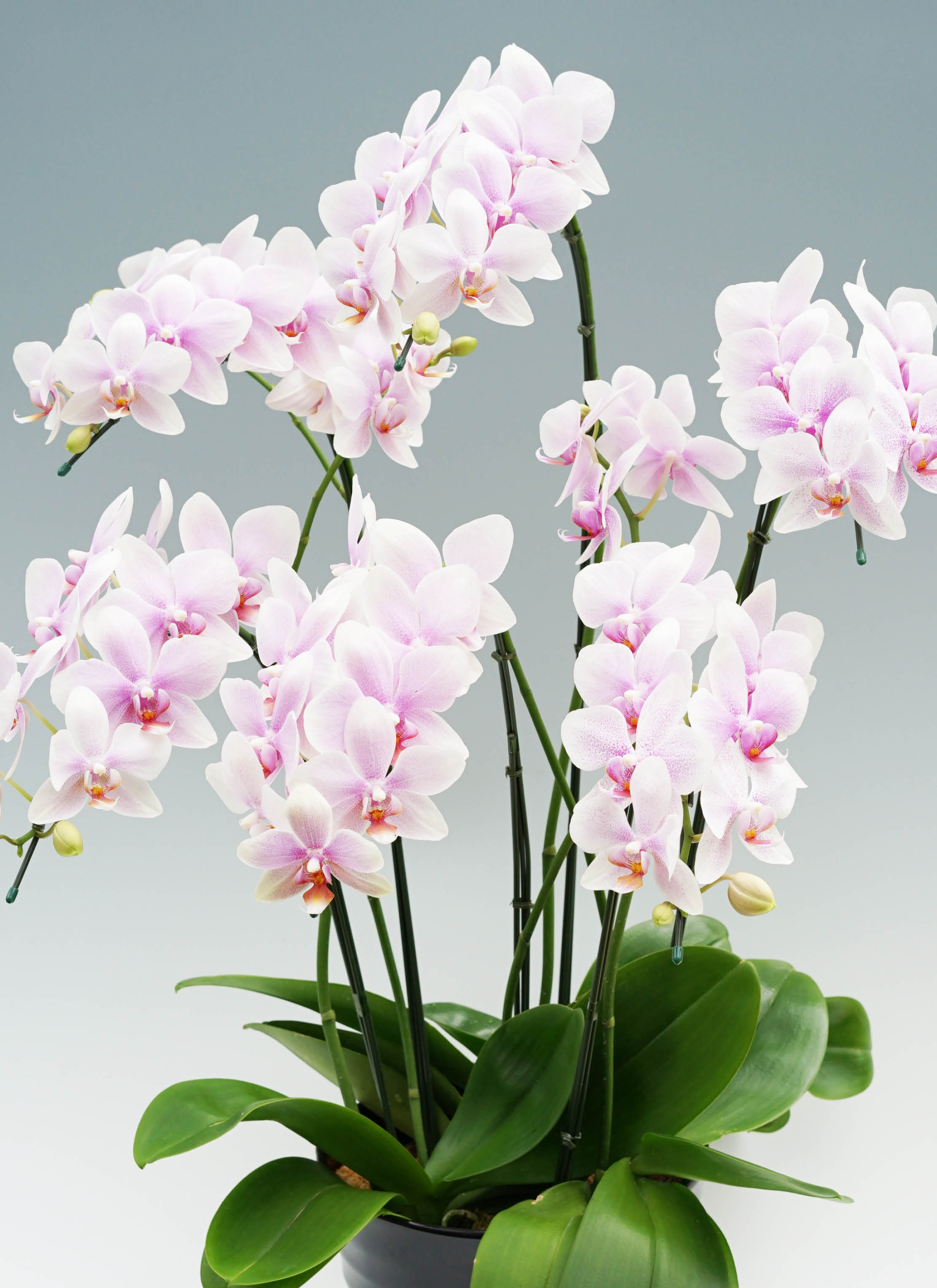 胡蝶蘭中大輪 ピンク おぼろづき 6本立ち | 胡蝶蘭ならHitoHana(ひとはな)