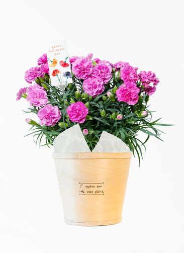 ピンクカーネーション8本と陶器花瓶 フリー写真] 花瓶の中のピンク色のカーネーションでアハ体験 | GAHAG