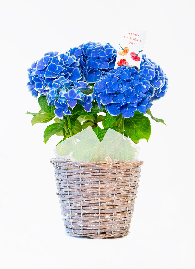 鉢花 BlueMN 鉢花スタンダードコース | 日本総合園芸の花のサブスク | 花の定期便