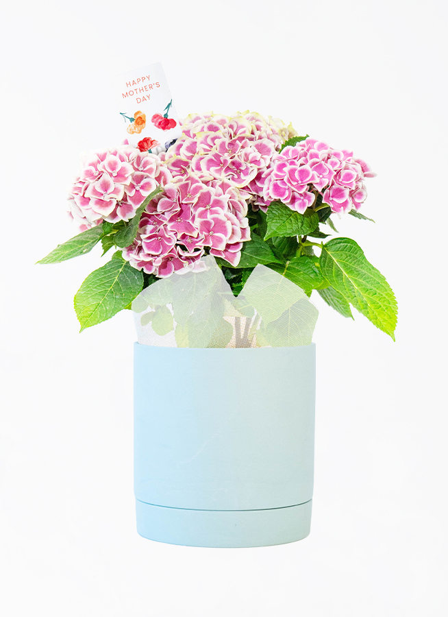 10,000円の鉢植えのお花 | 鉢植えのお花ならHitoHana（ひとはな）