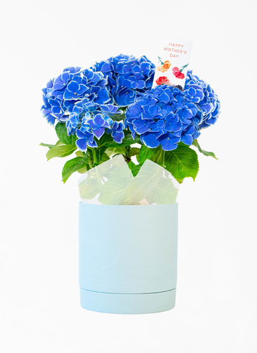 鉢花 BlueMN 母の日】あじさい 鉢植えのお花 ホットチボリ ブルー 陶器鉢 青緑 M