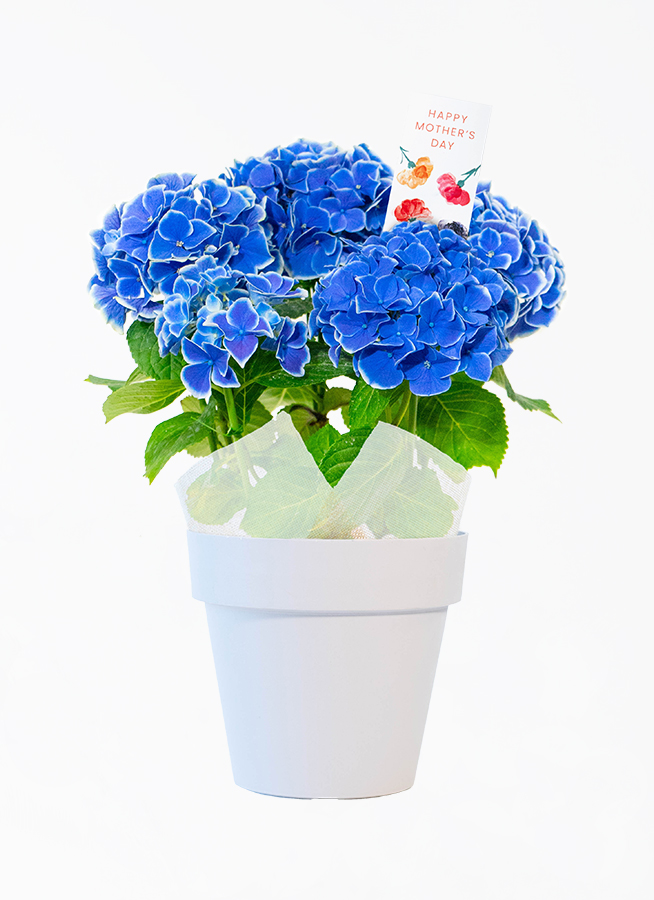 青色（ブルー）の鉢植えのお花 | 鉢植えのお花ならHitoHana（ひとはな）