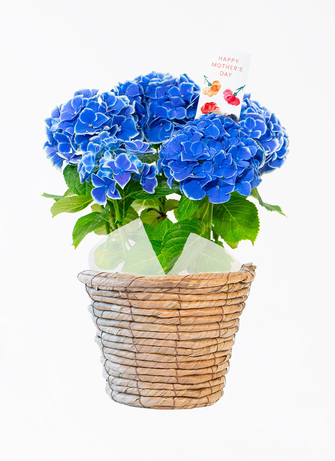 母の日】あじさい 鉢植えのお花 ホットチボリ ブルー ブラウン