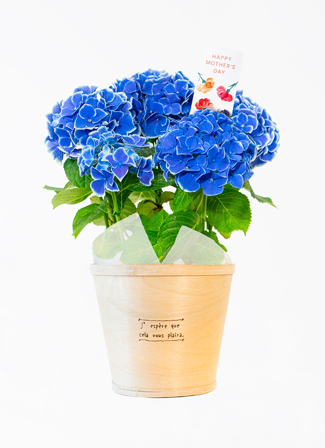 青色（ブルー）の鉢植えのお花 | 鉢植えのお花ならHitoHana（ひとはな）