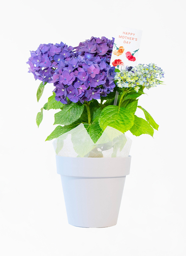 母の日】あじさい 鉢植えのお花 ディープパープル グレーポット