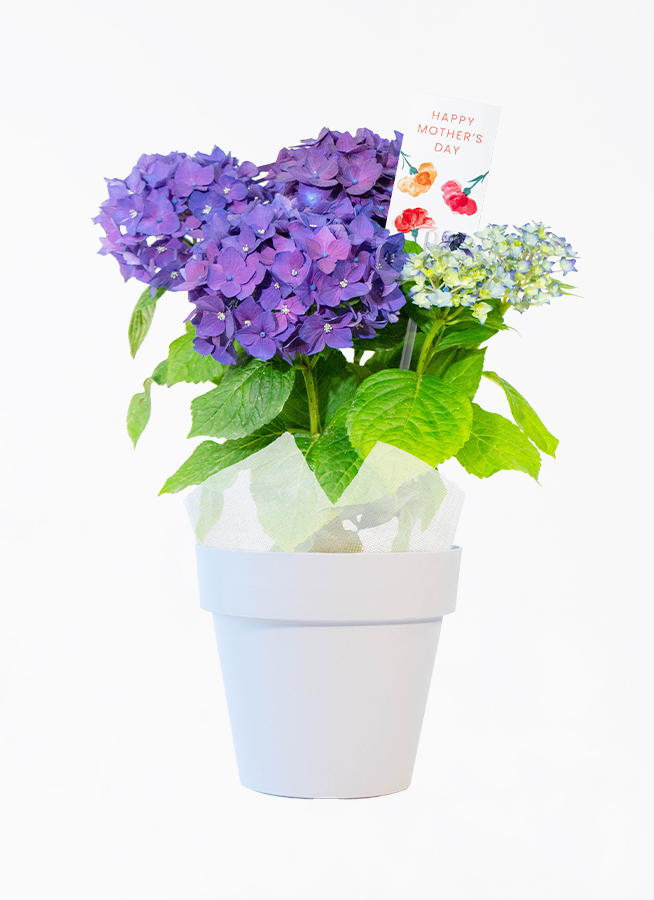 母の日】あじさい 鉢植えのお花 ディープパープル グレーポット