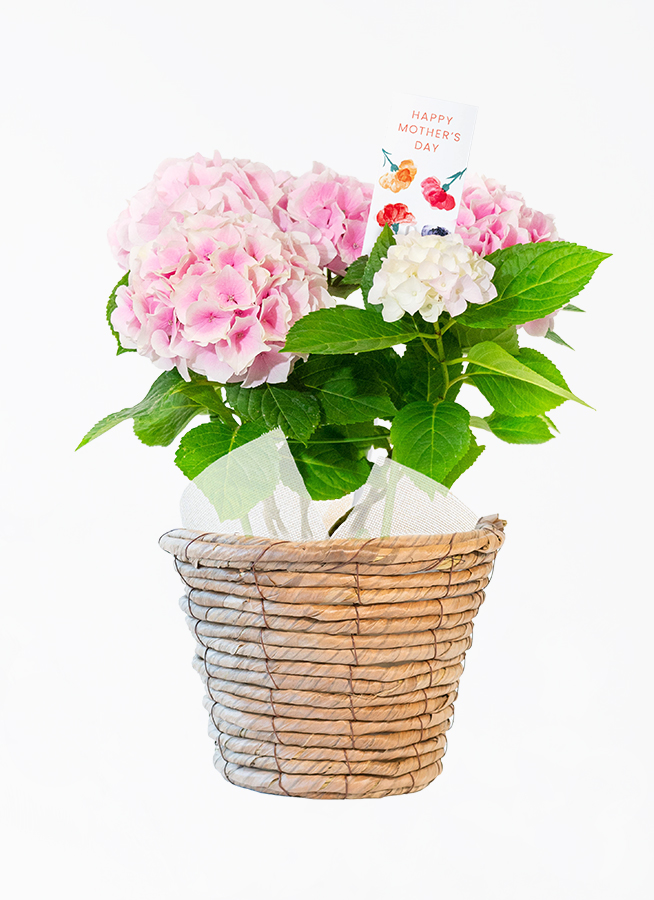 母の日】あじさい 鉢植えのお花 コットンキャンディ ウッド
