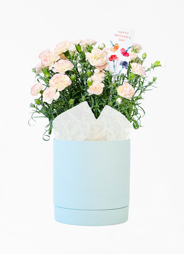 【花優】 ハナマル ハネムーン缶 51点 エクストラパック 第52弾 恋♡乙女の聖戦 ｜ Z/X - Zillions of enemy