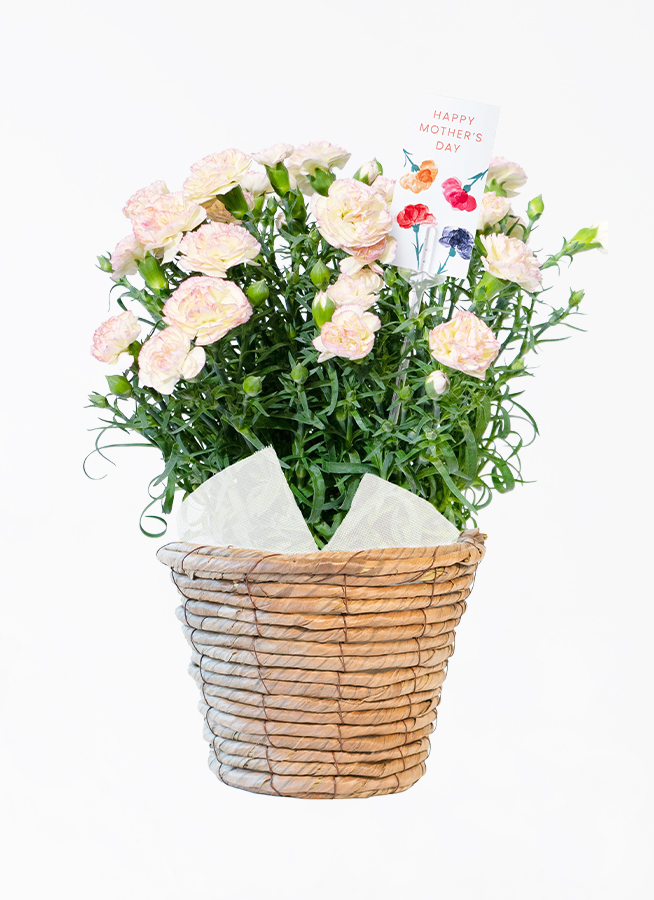 母の日】カーネーション 鉢植えのお花 ルナドリーム ウッドポット