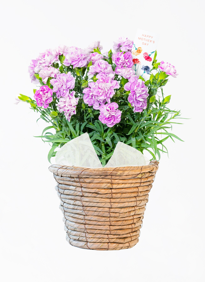 (ひまわり 専用)紫花のハーブ植物 約60cm 紫色（パープル）の鉢植えのお花 | 鉢植えのお花ならHitoHana