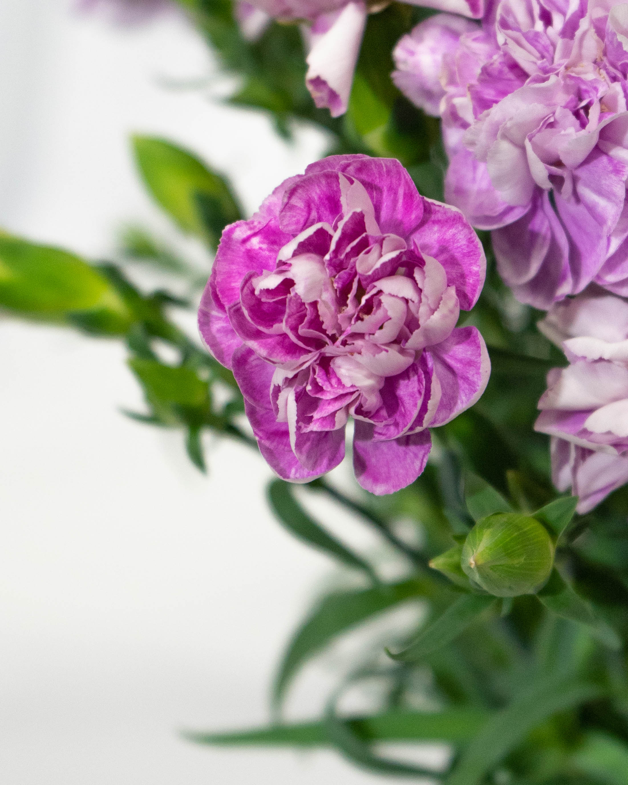 母の日】カーネーション 鉢植えのお花 ファンシーバイオレット ウッド