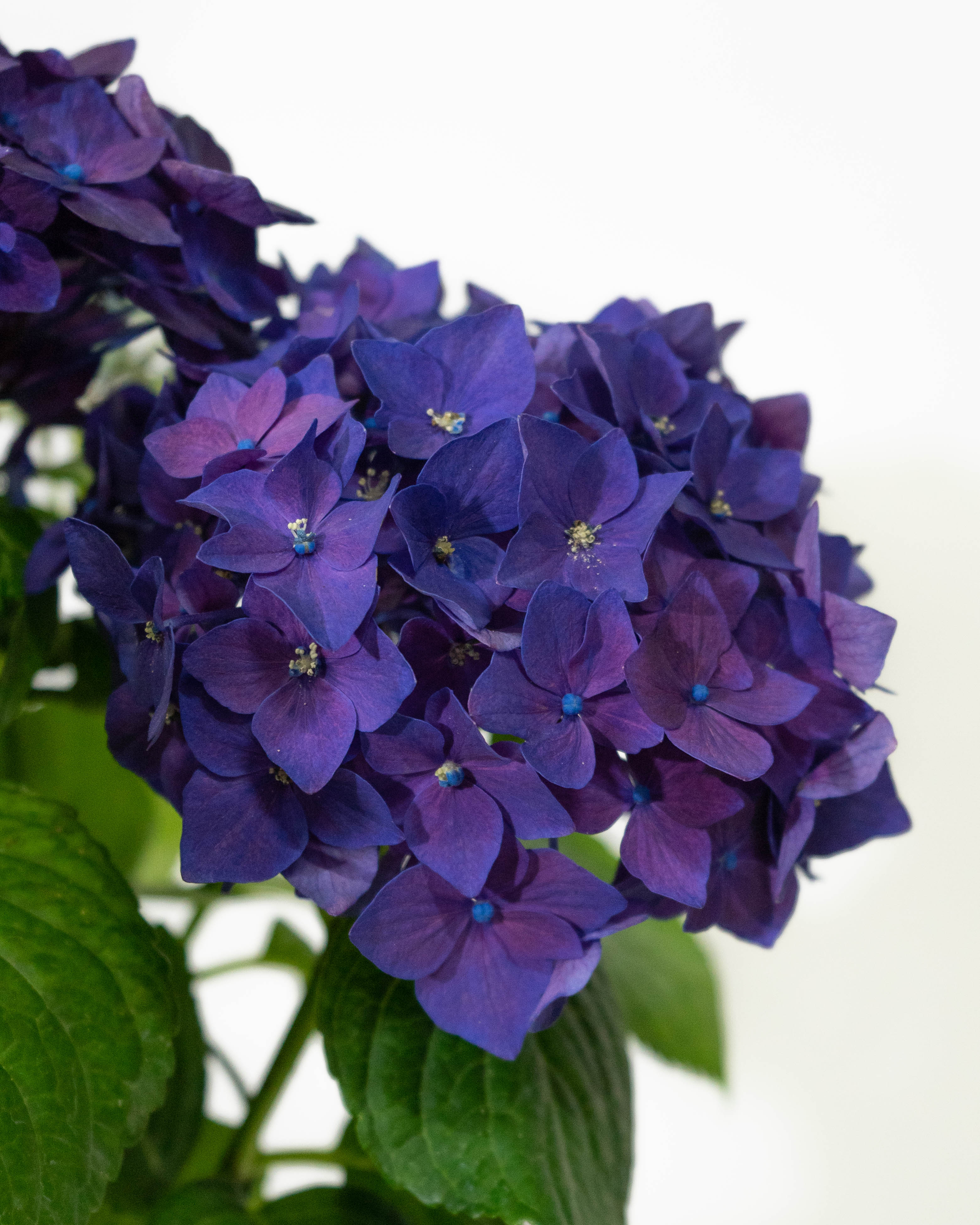 母の日】あじさい 鉢植えのお花 ディープパープル グレーポット