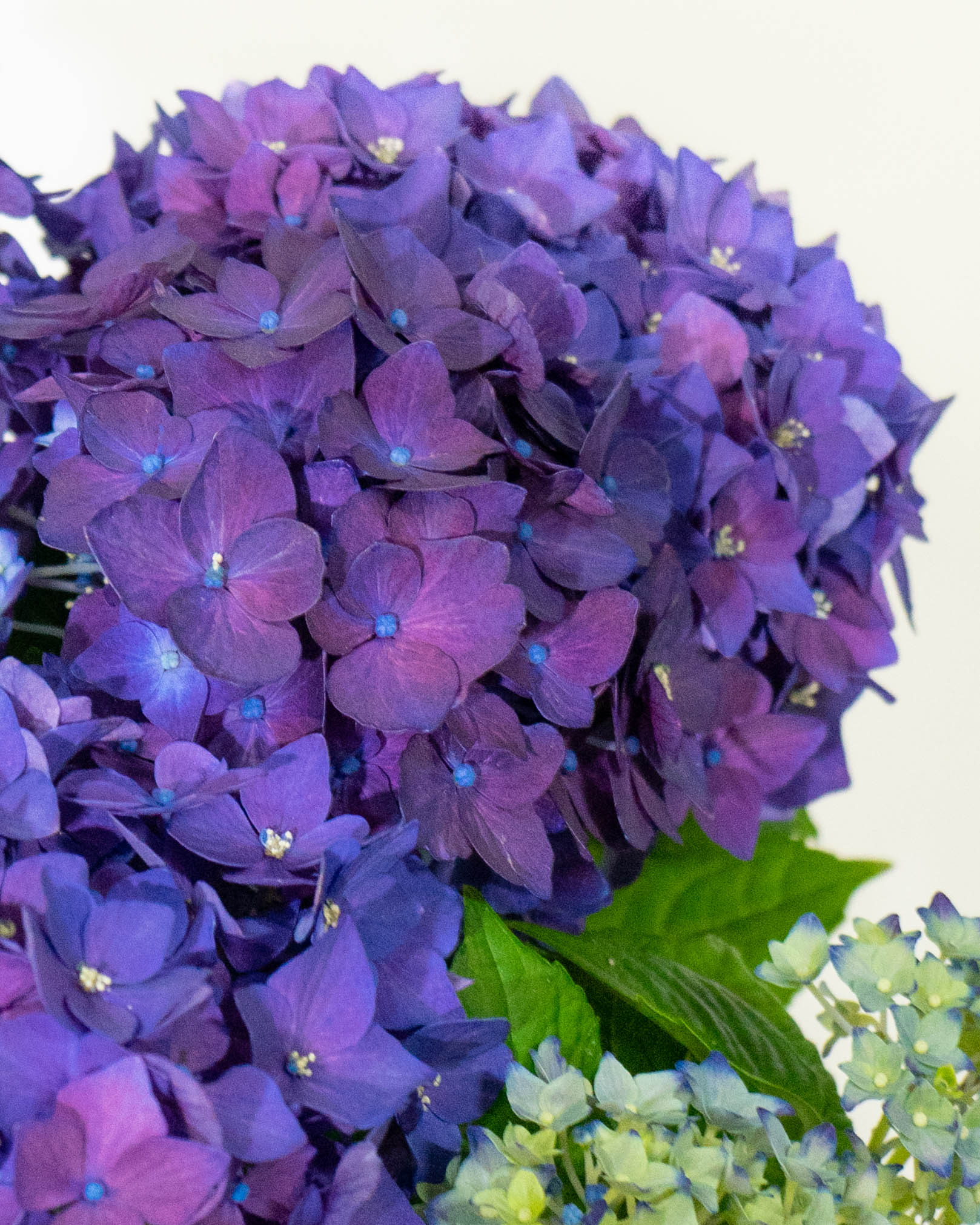 母の日】あじさい 鉢植えのお花 ディープパープル ブラウンバスケット