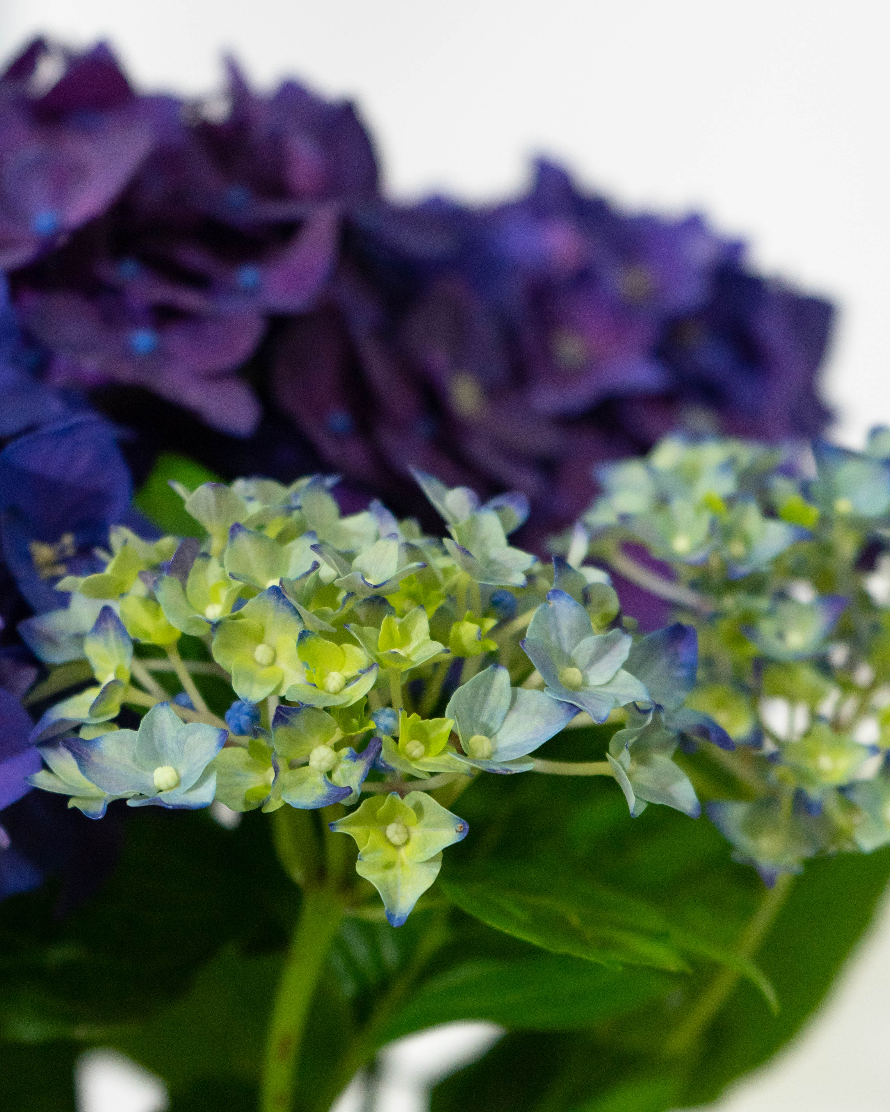 母の日】あじさい 鉢植えのお花 ディープパープル ブラウンバスケット