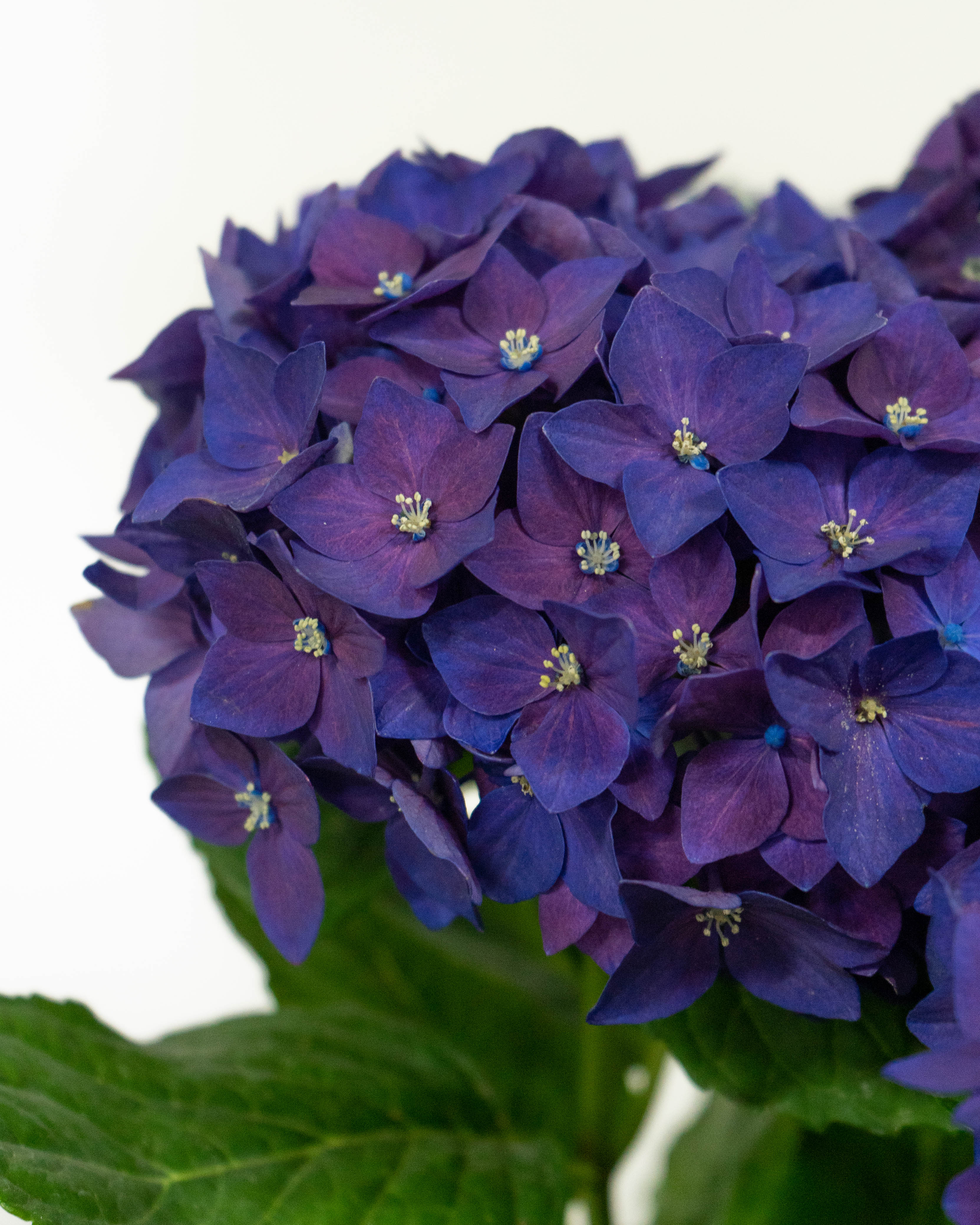 母の日】あじさい 鉢植えのお花 ディープパープル 陶器鉢 青緑 M