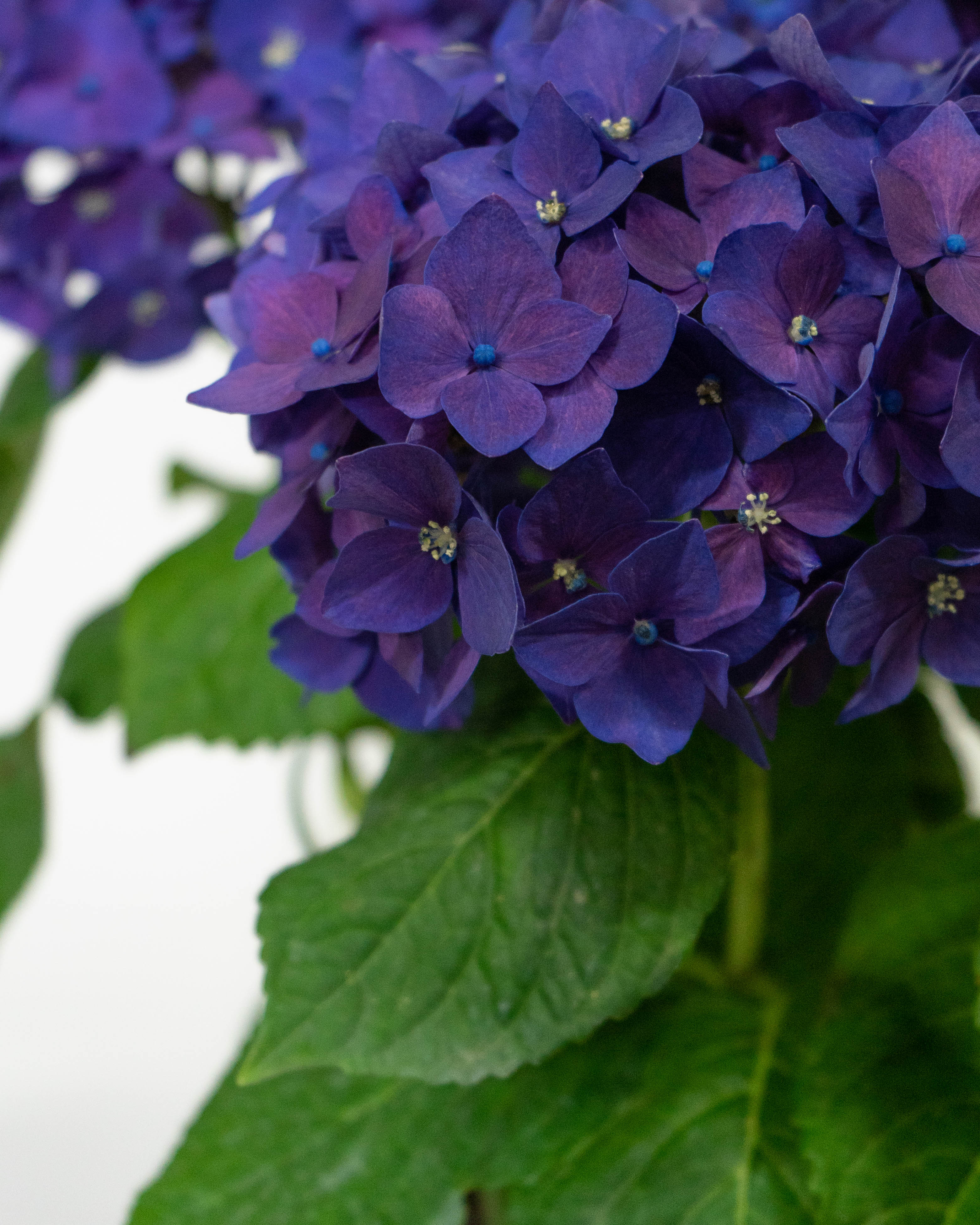 母の日】あじさい 鉢植えのお花 ディープパープル ブラウンバスケット