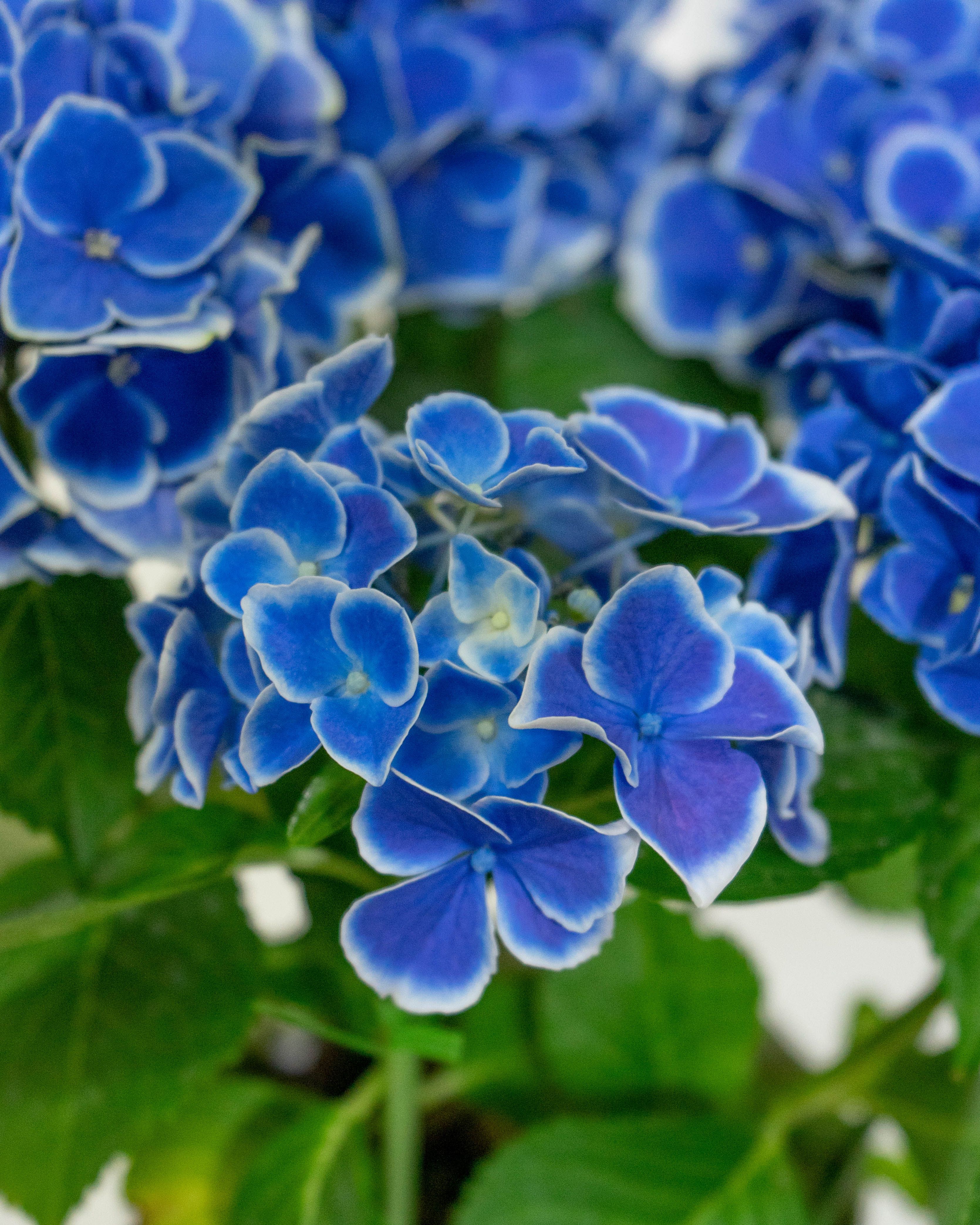 母の日】あじさい 鉢植えのお花 ホットチボリ ブルー ウッドポット