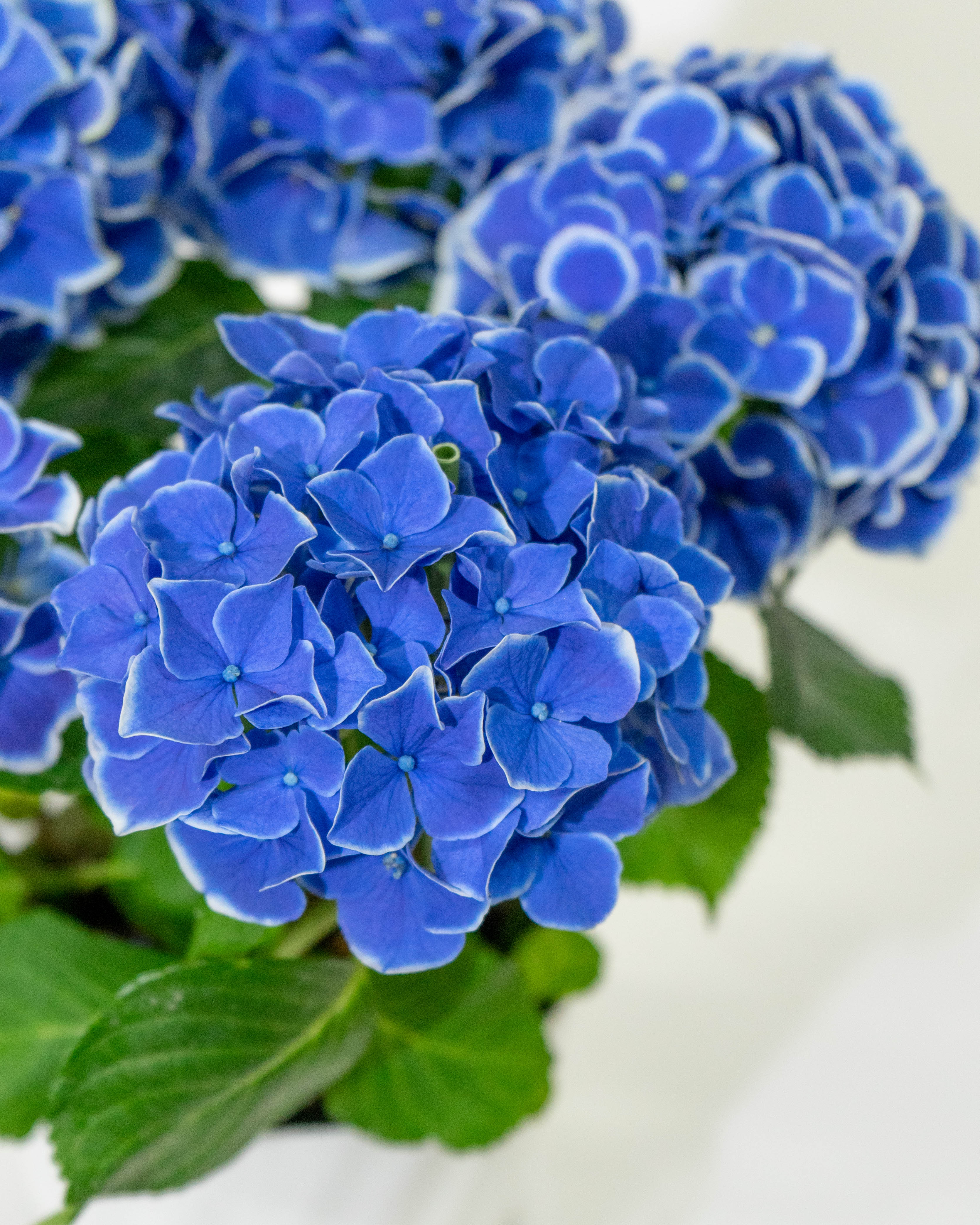 母の日】あじさい 鉢植えのお花 ホットチボリ ブルー ウッドポット
