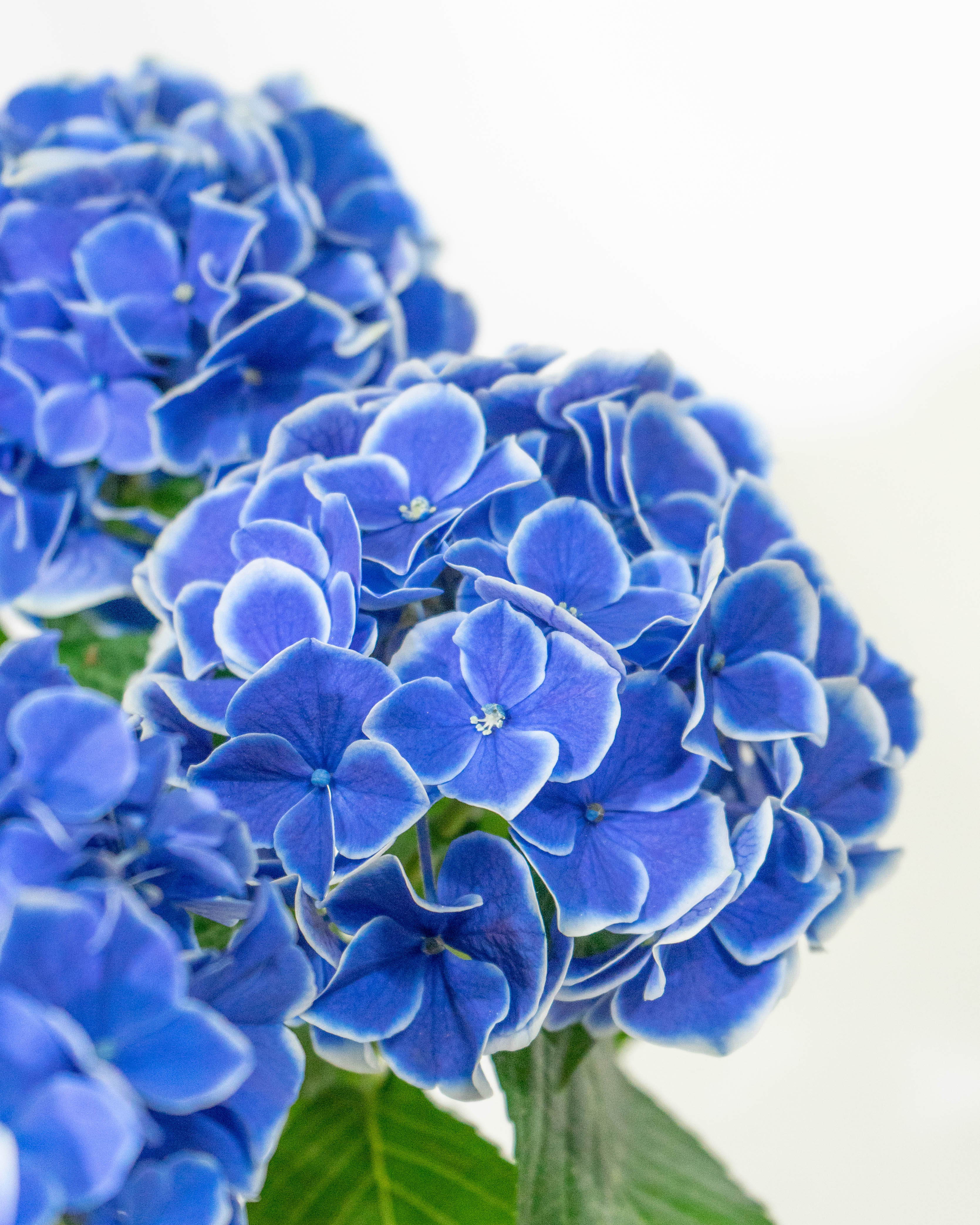 青彩鉢 母の日】あじさい 鉢植えのお花 ホットチボリ ブルー 陶器鉢 青緑 M