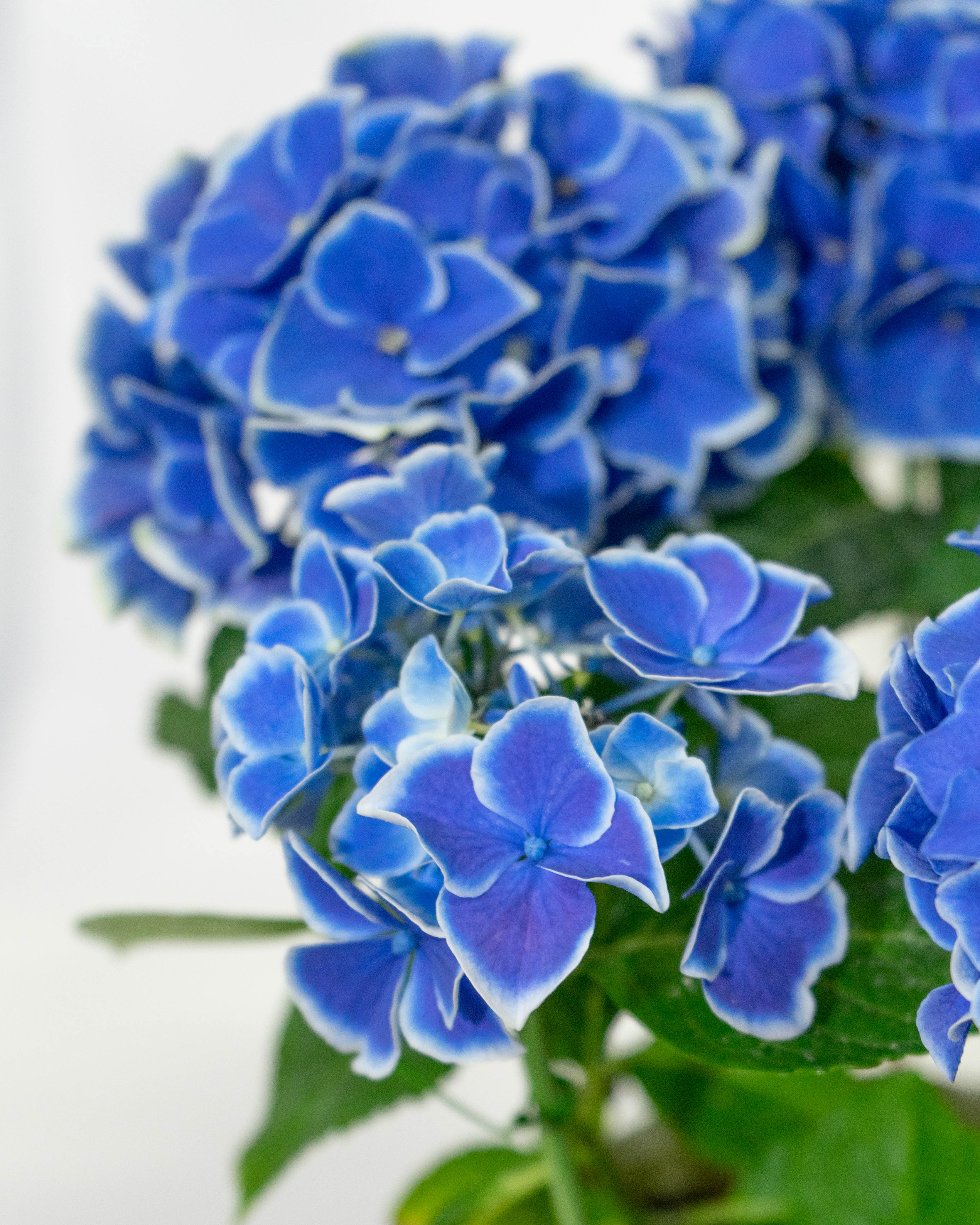 母の日】あじさい 鉢植えのお花 ホットチボリ ブルー ウッドポット