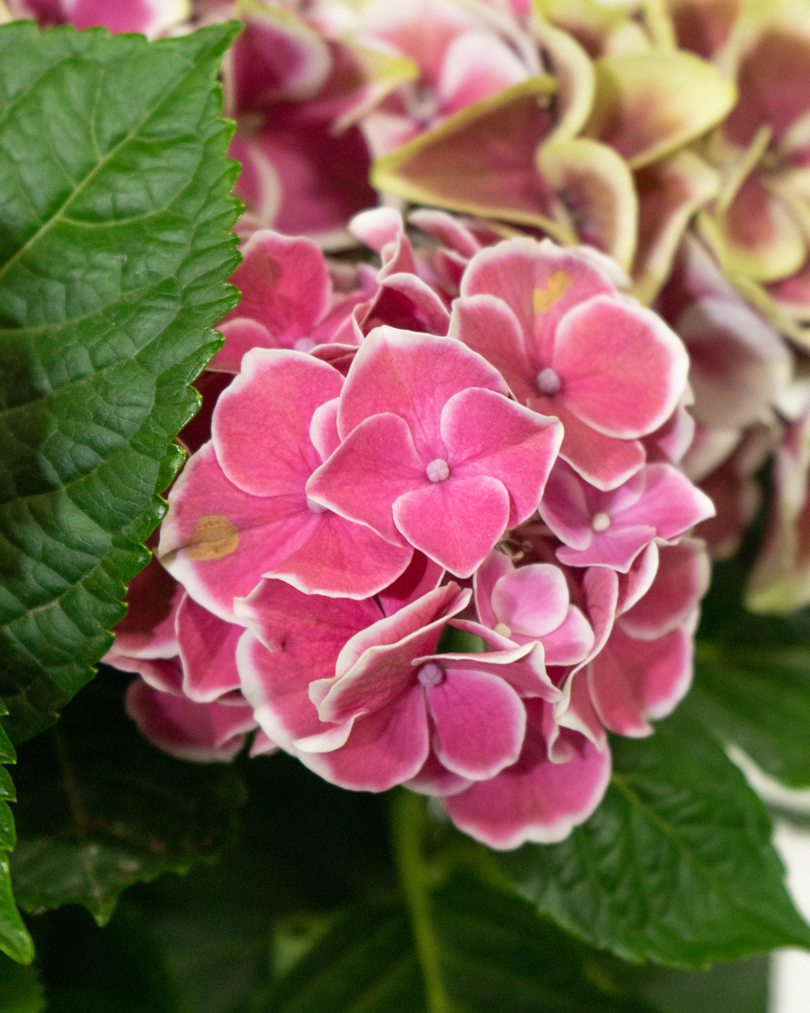 母の日】あじさい 鉢植えのお花 ホットチボリ ピンク ウッドポット