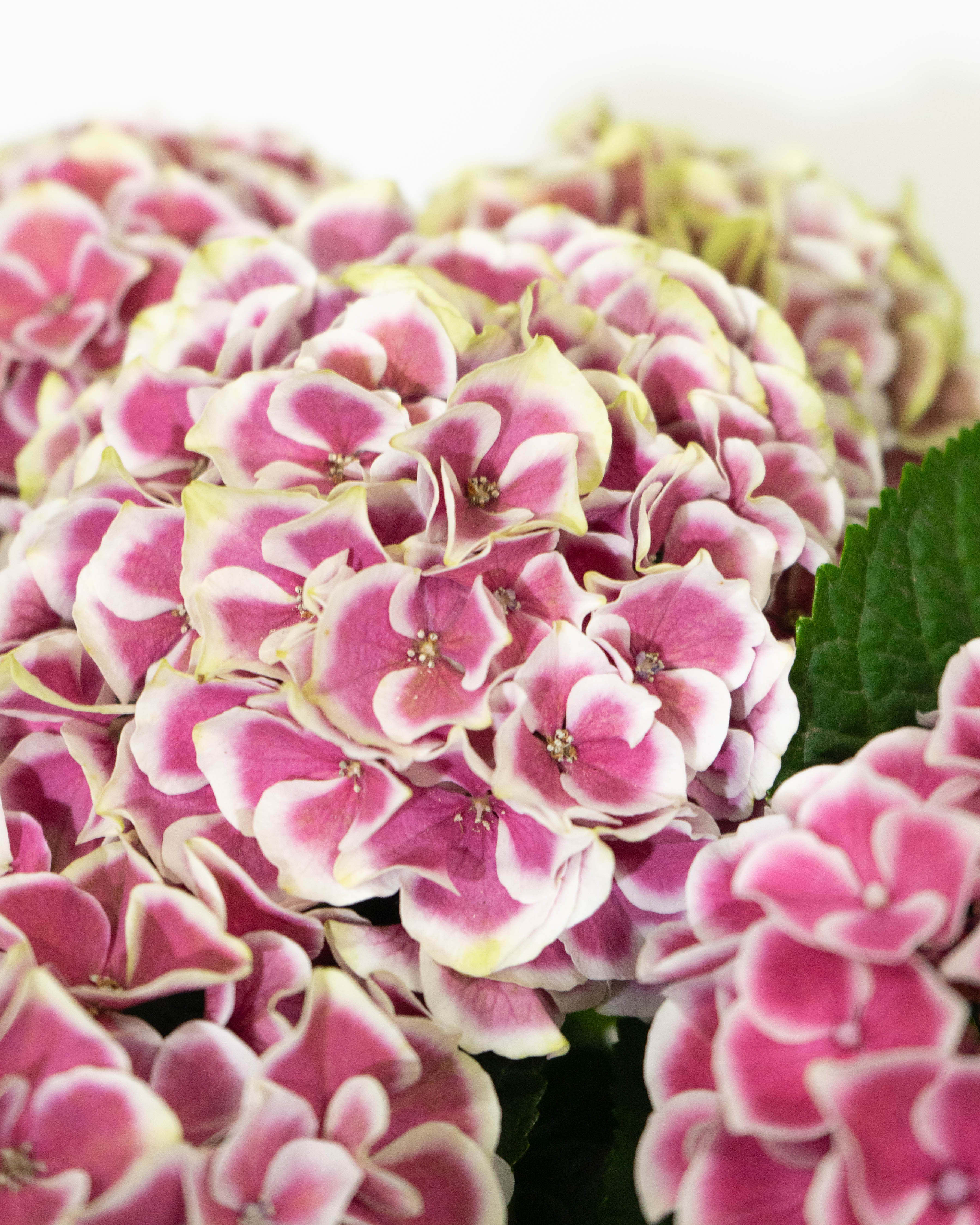 紫陽花 苗 絞り咲き ラブリーデイ 特大 来年用 紫陽花 苗 絞り咲き