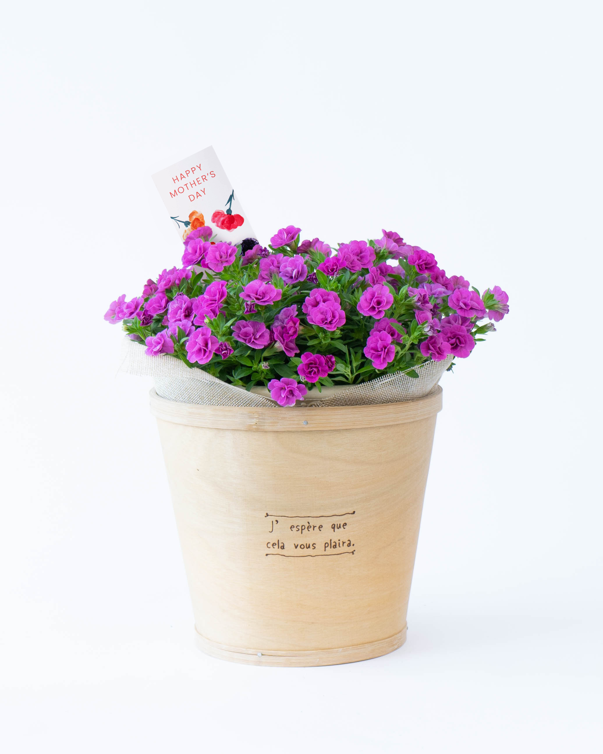 紫色（パープル）の鉢植えのお花 | 鉢植えのお花ならHitoHana