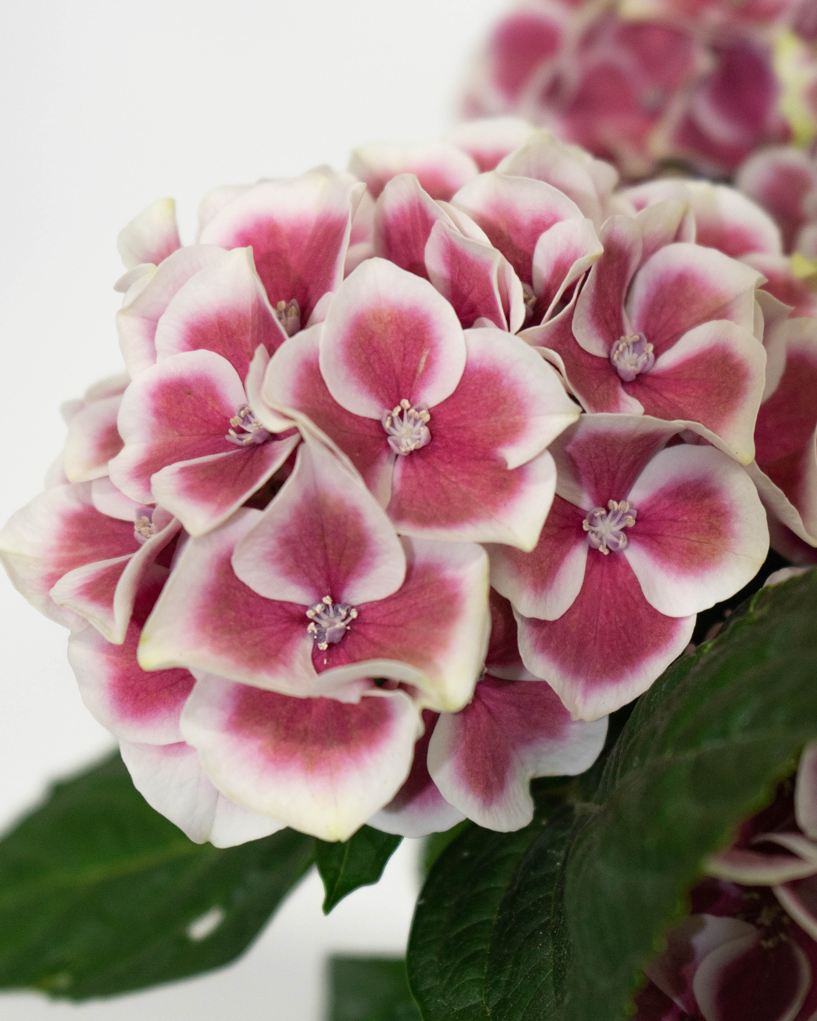 わかば　紫陽花　紫陽花　ホットチボリピンク　ツリー仕立て　スタンド　2鉢 母の日】あじさい 鉢植えのお花 ホットチボリ ピンク ウッドポット