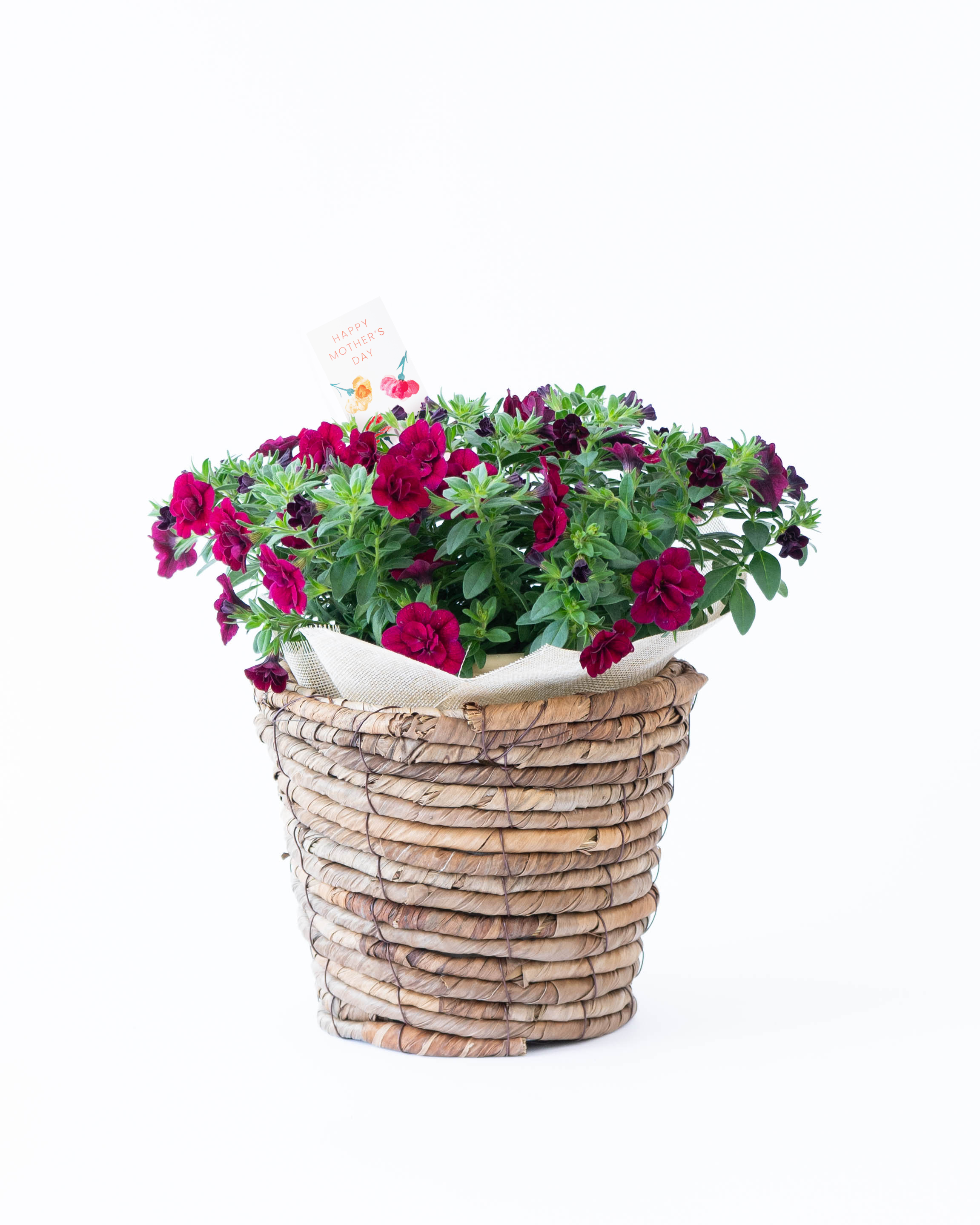 赤色（レッド）の鉢植えのお花 | 鉢植えのお花ならHitoHana