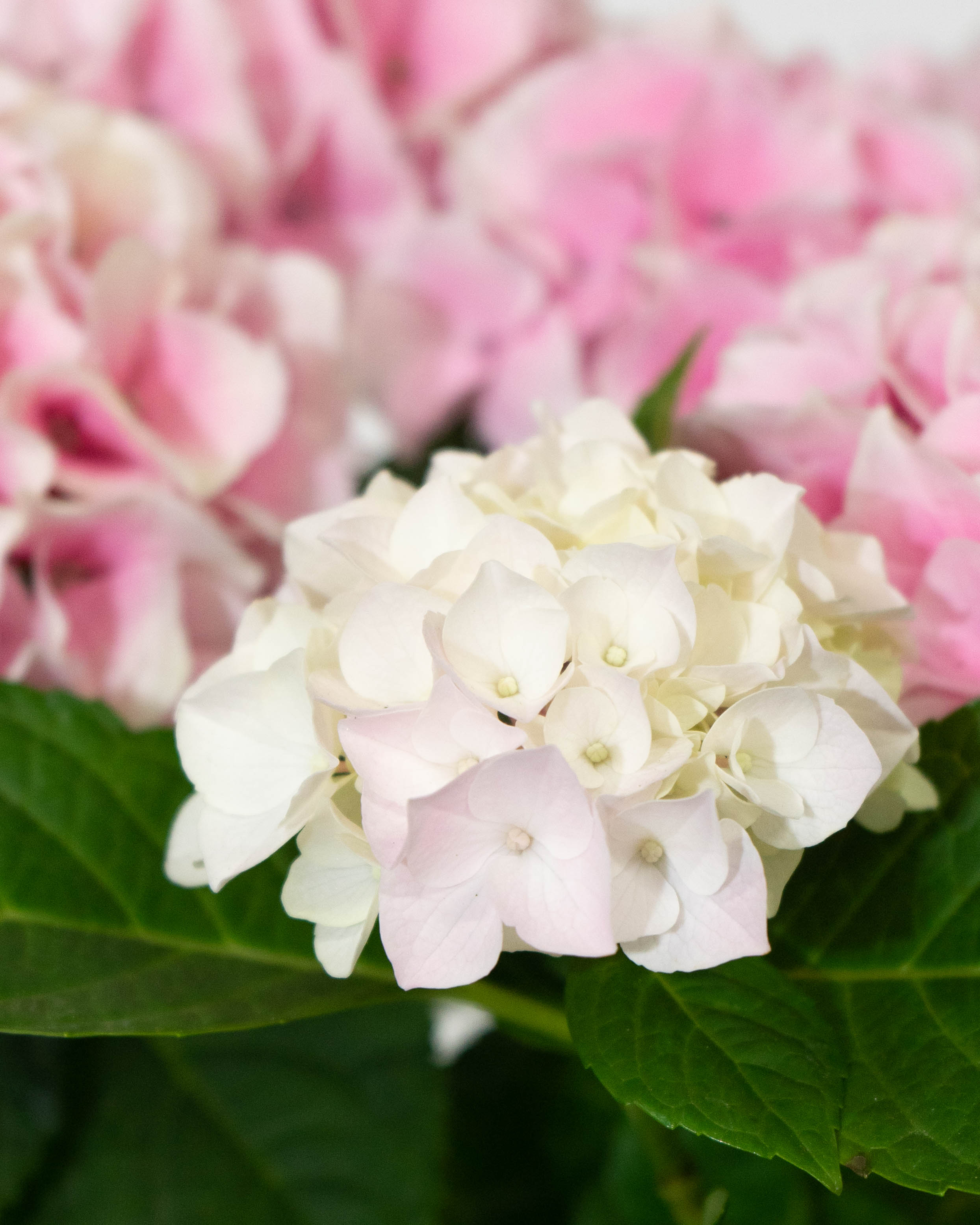 母の日】あじさい 鉢植えのお花 コットンキャンディ ウッドポット