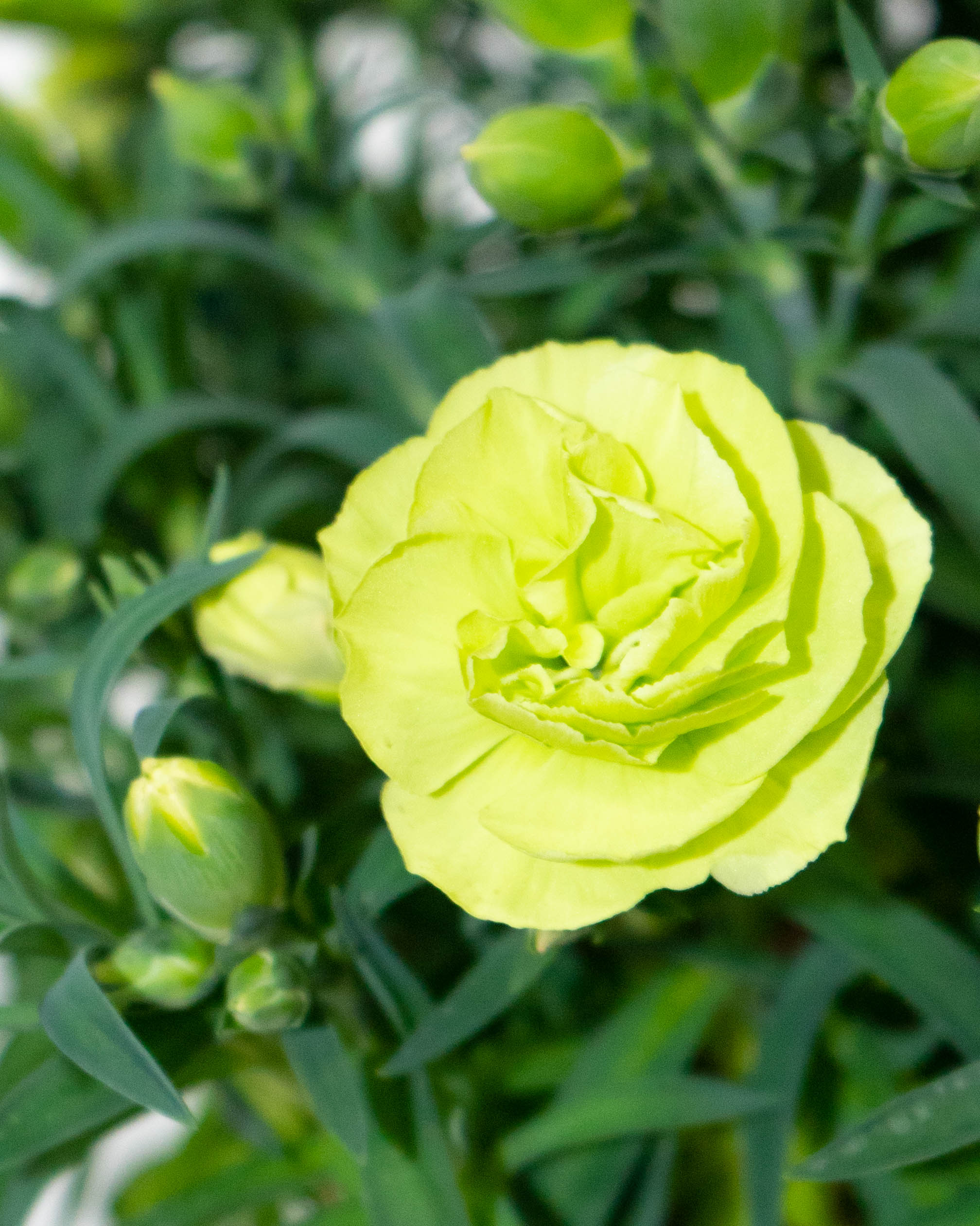 母の日】カーネーション 鉢植えのお花 スフェン ウッドポット | 鉢植え