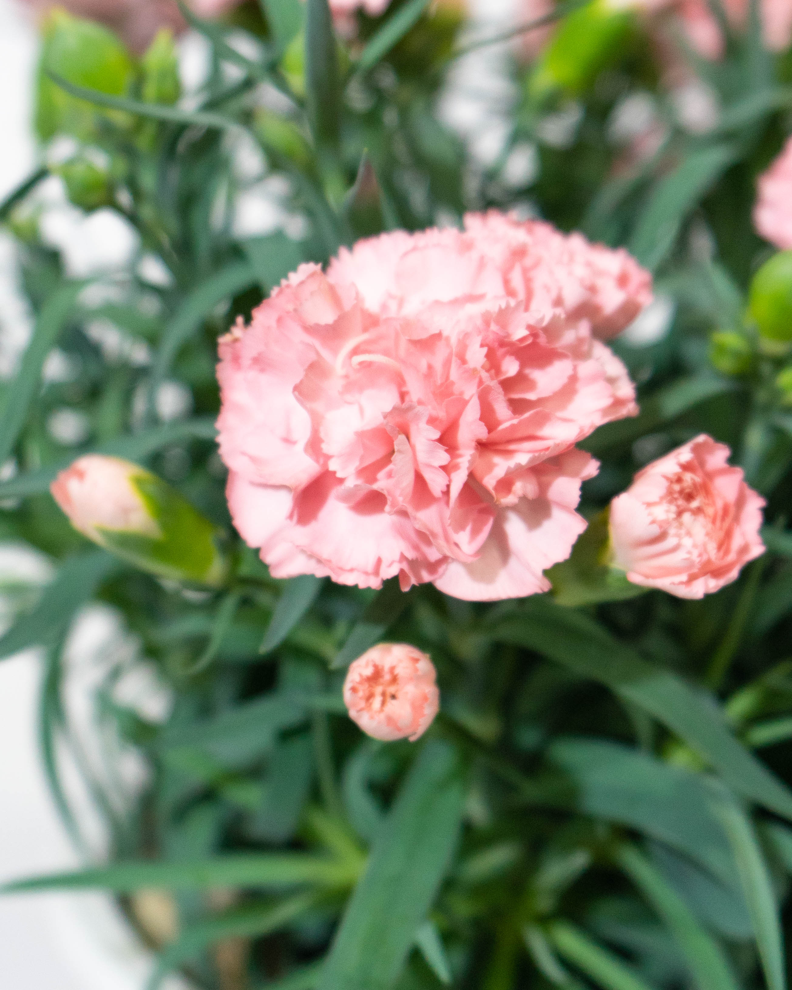 母の日】カーネーション 鉢植えのお花 ノウル ウッドポット | 鉢植えの