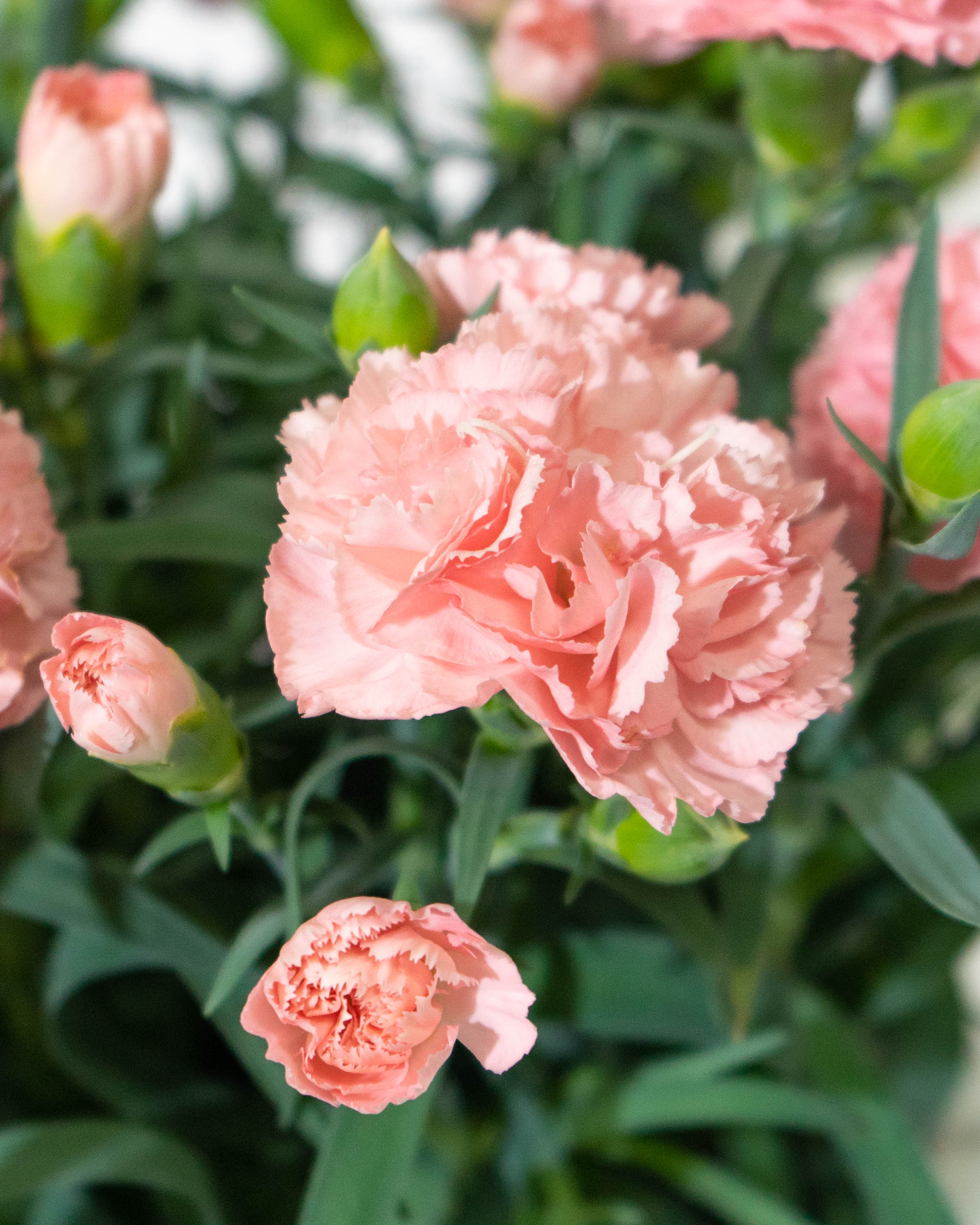 母の日】カーネーション 鉢植えのお花 ノウル ブラウンバスケット