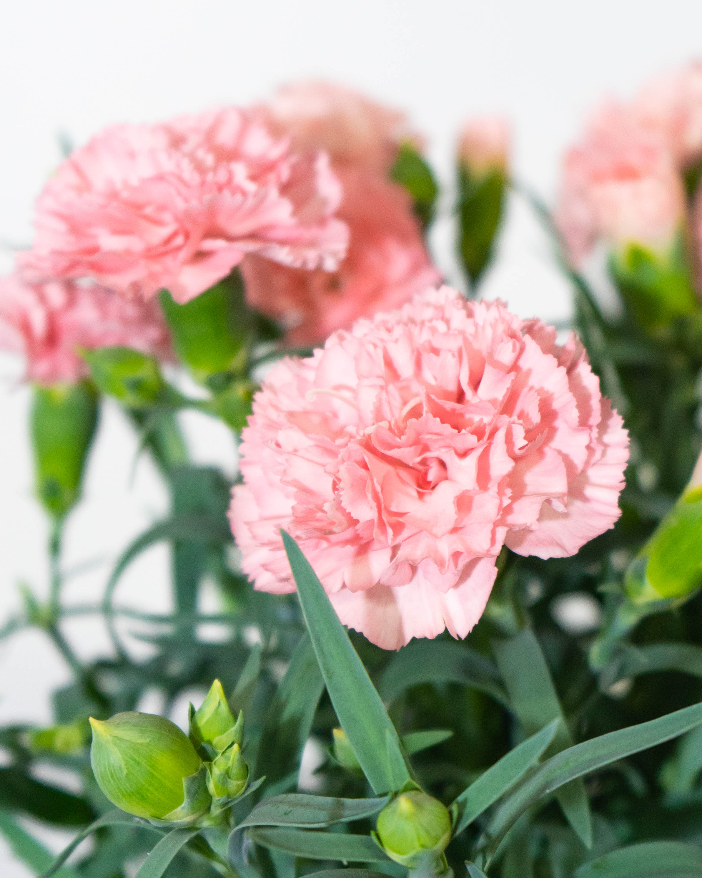 母の日】カーネーション 鉢植えのお花 ノウル ブラウンバスケット