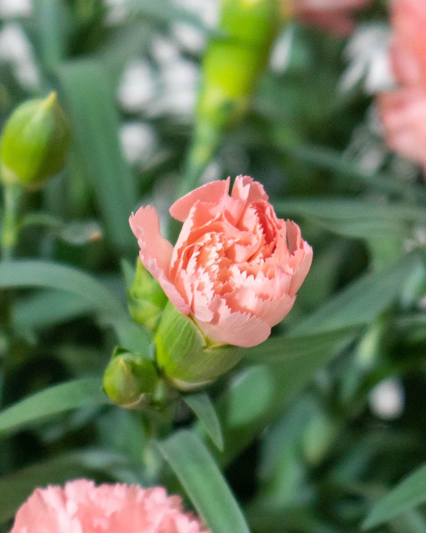 母の日】カーネーション 鉢植えのお花 ノウル ブラウンバスケット