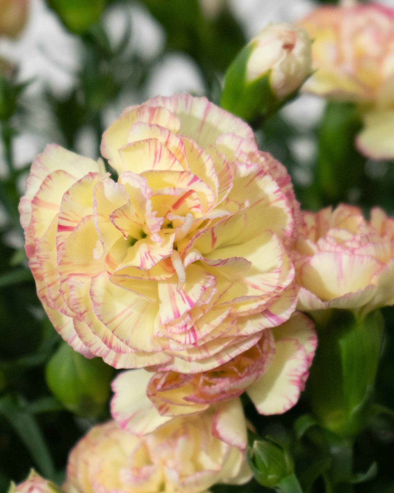 母の日】カーネーション 鉢植えのお花 ルナドリーム 陶器鉢 青緑 M