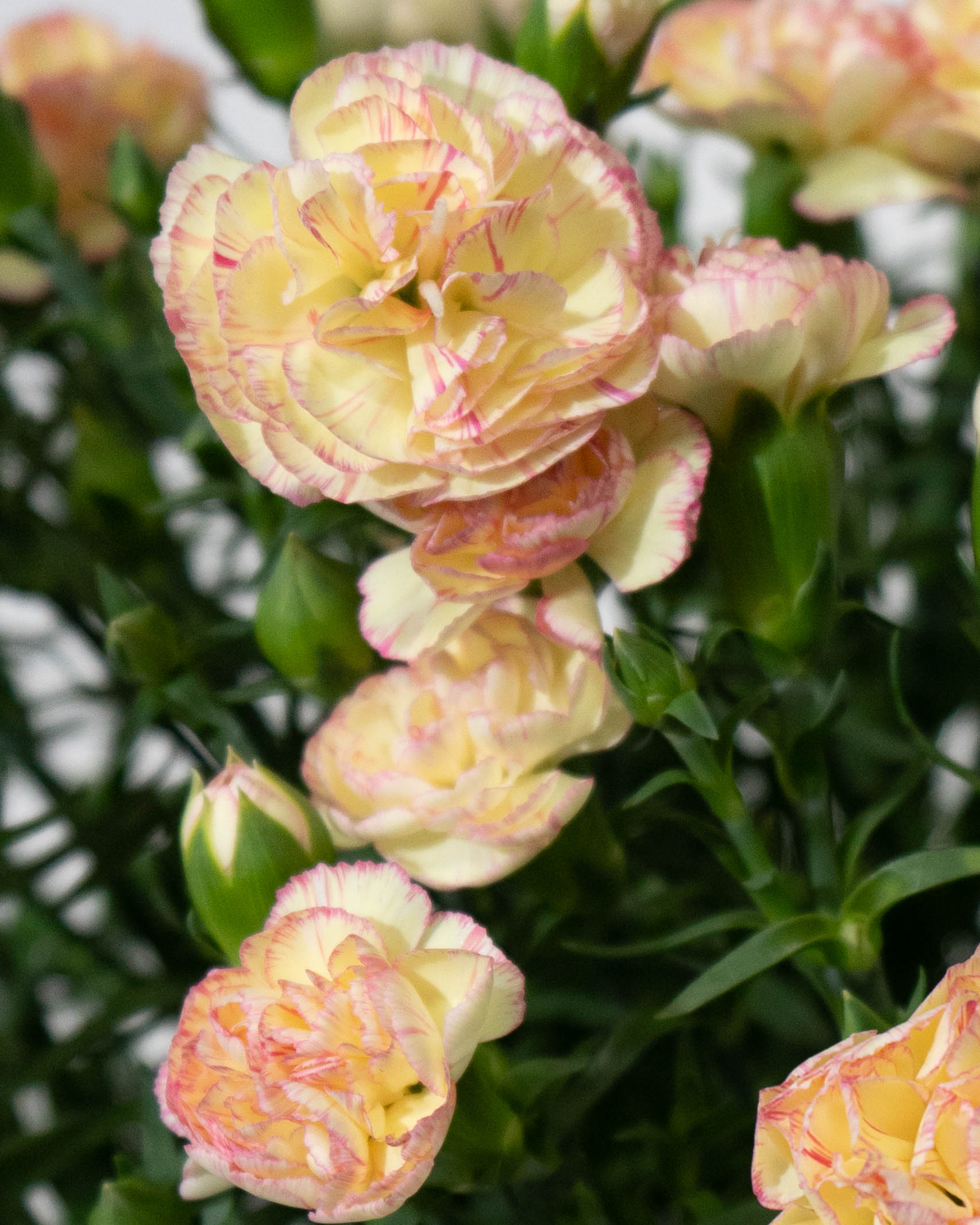 母の日】カーネーション 鉢植えのお花 ルナドリーム ブラウン