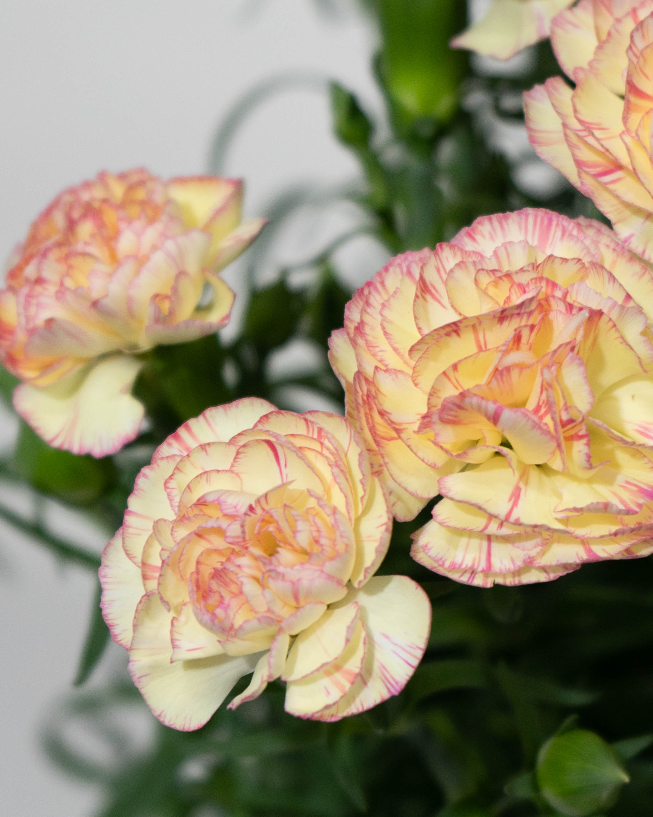 母の日】カーネーション 鉢植えのお花 ルナドリーム ブラウン