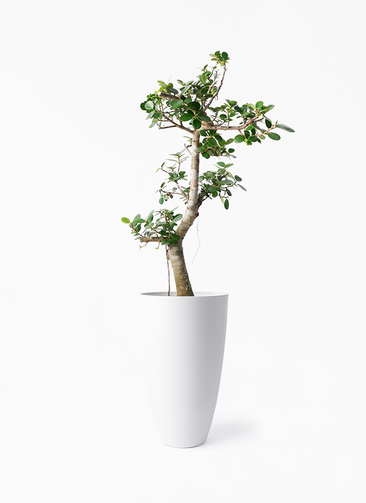 chinese-banyan-panda-355_1.jpg