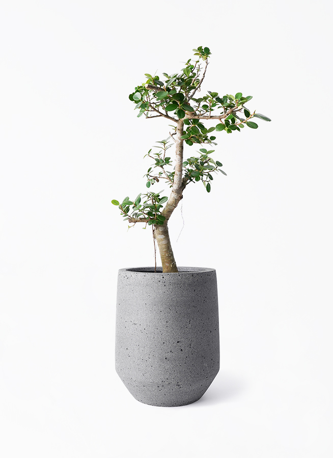 元祖◾︎ 白パンダガジュマル ◾︎挿し木専用 ガジュマル パンダ 8号 | 観葉植物通販HitoHana(ひとはな)