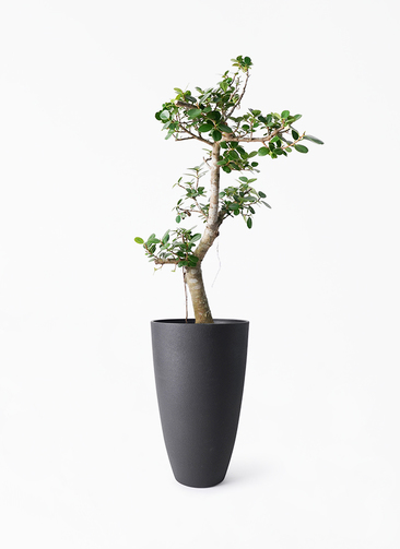chinese-banyan-panda-352_1.jpg