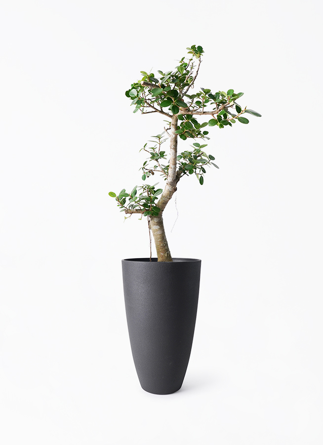 観葉植物 ガジュマル 8号 パンダ フォレストトール ブラック