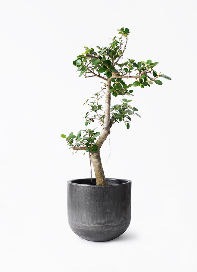 観葉植物 ガジュマル 8号 パンダ アンワール カーフ ミンクブラック