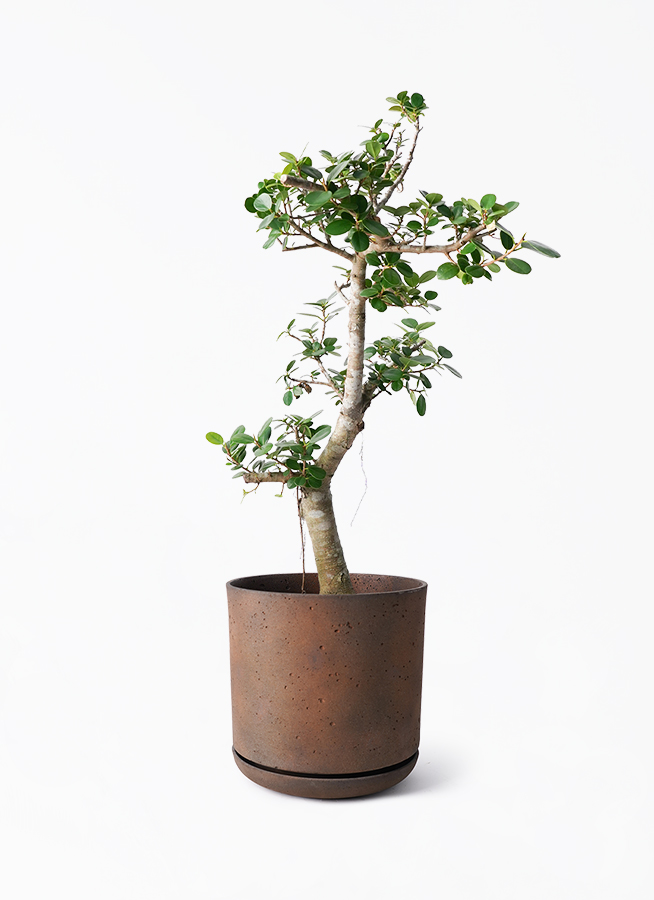 観葉植物 ガジュマル 8号 パンダ ライム ドゥオ ユーポット＆ソーサー