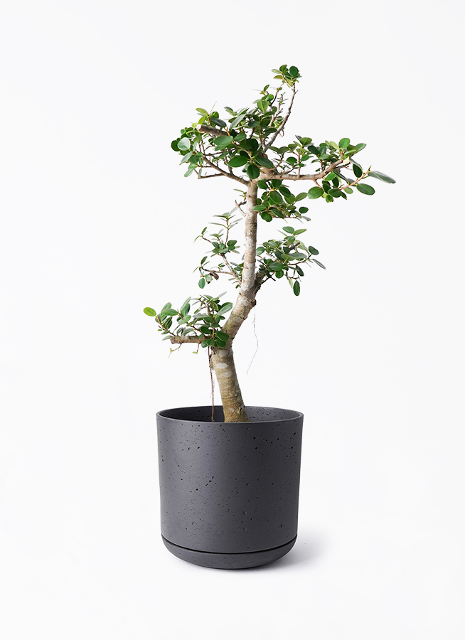 観葉植物 ガジュマル 8号 パンダ ライム ドゥオ ユーポット＆ソーサー